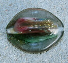 Lampwork stor oval 28x29mm