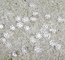 Pärlhatt filigran stjärna 6mm