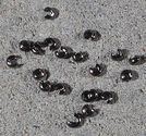 Klämpärlegömmor 3mm svartoxid