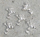 Berlocker grodor ljus silver