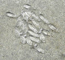 Hajtänder 3x10mm crystal 100st