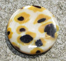 Snäckskalscoin gul leopard 30mm